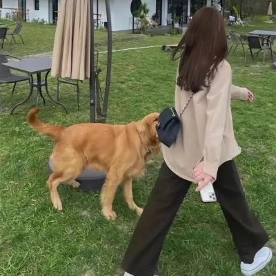 老鼠玛戈